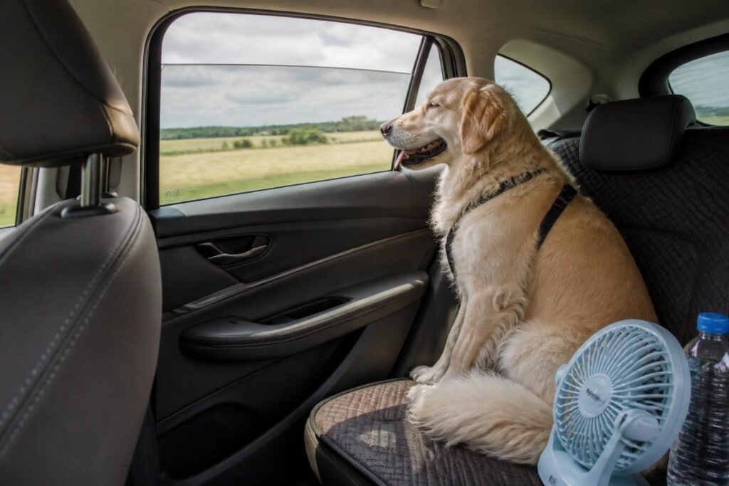 découvrez les causes courantes du mal des transports chez le chien et apprenez des astuces efficaces pour le soulager lors des trajets en voiture.