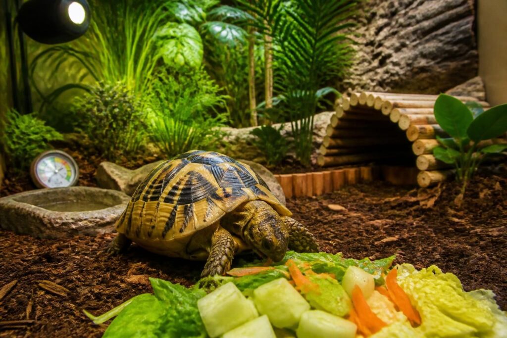 découvrez comment adopter une tortue d'hermann de manière responsable, en respectant ses besoins et son environnement pour assurer son bien-être.