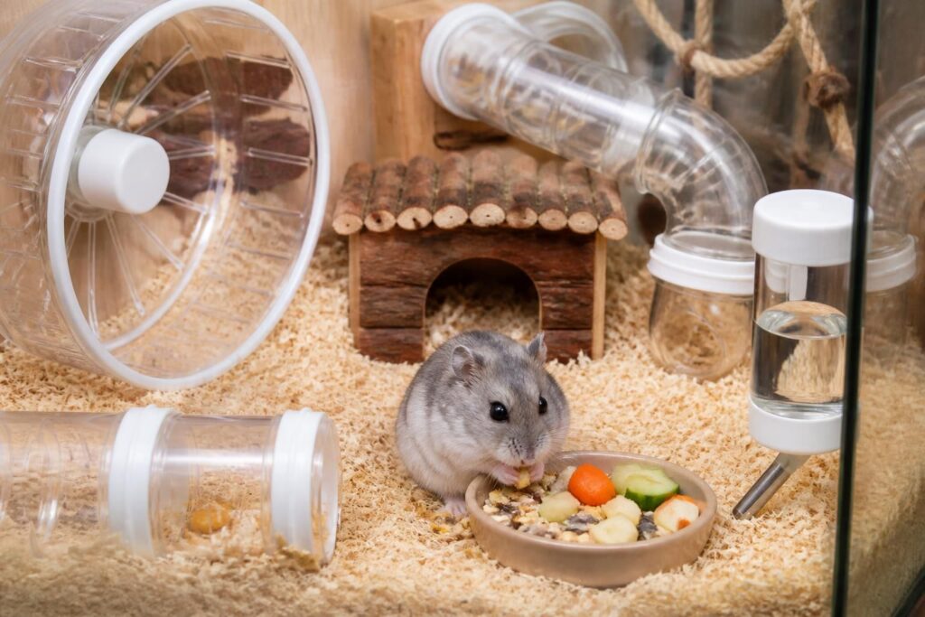 découvrez comment bien installer, nourrir et prendre soin de votre hamster russe pour assurer son bien-être et sa santé au quotidien.