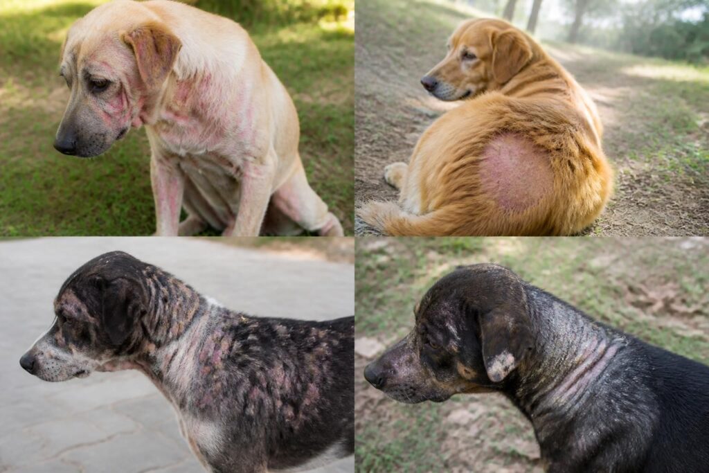 Maladies de peau du chien : reconnaître les principales