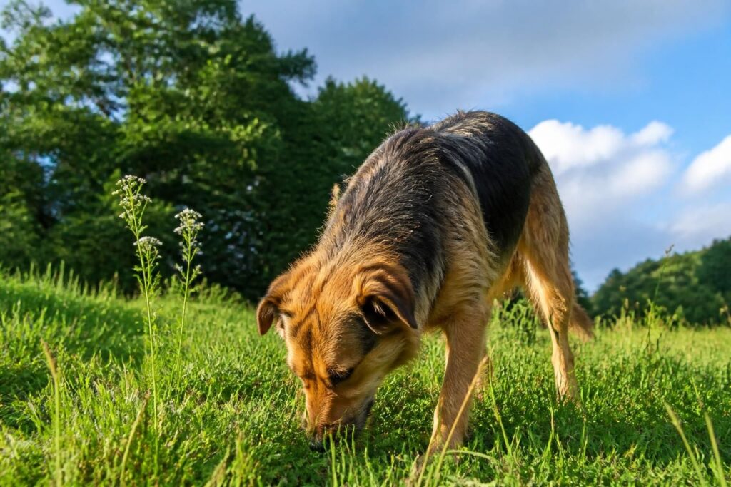 découvrez pourquoi votre chien mange de l'herbe, les raisons possibles et ce que cela signifie pour sa santé dans notre article complet.
