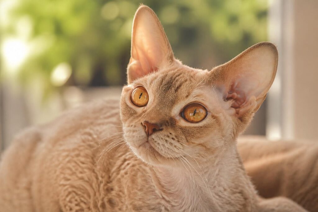 découvrez le chat devon rex, célèbre pour son pelage bouclé unique et son caractère affectueux et joueur. apprenez tout sur cette race fascinante.