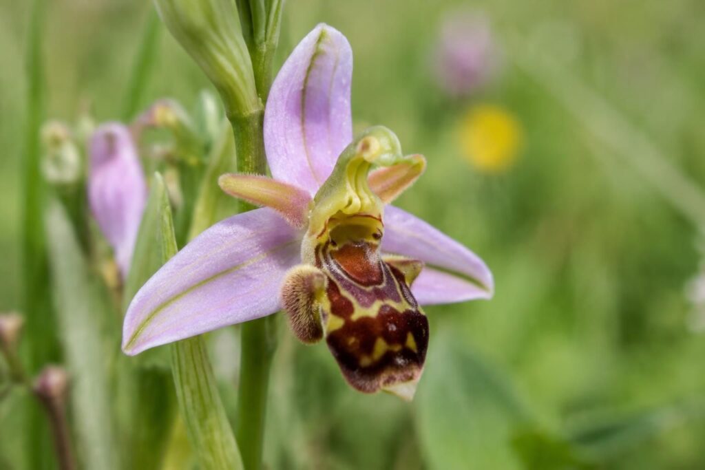 découvrez l’orchidée abeille, une fleur fascinante qui imite à merveille l’apparence d’un insecte et séduit par son charme discret.