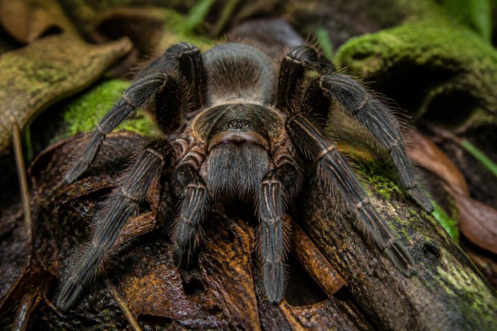 découvrez le guide complet sur les tarantulas theraphosidae, une famille fascinante d’araignées. apprenez à mieux les connaître, leur habitat, leur comportement et leurs caractéristiques uniques.