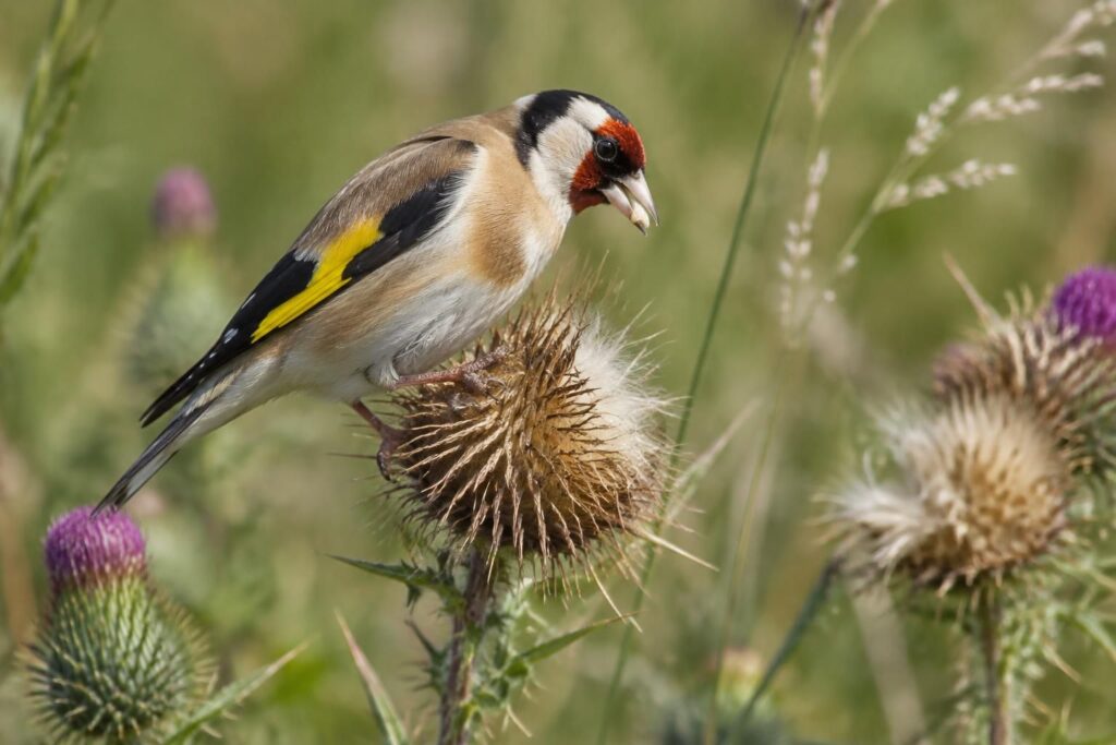 découvrez le chardonneret, un petit passereau coloré : ses caractéristiques, son habitat, son alimentation et ses habitudes au fil des saisons.
